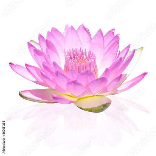 Photos Purple waterliy floewr isolated with clipping path.