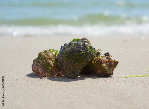  mollusk rapana on the sandy shore of the Black Sea, Ukraine photo