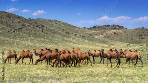 Herd of Mongolian camel consuming grass during summer in Altai mountain area, Tugrug Sum, Govi-Altai province, Mongolia. 