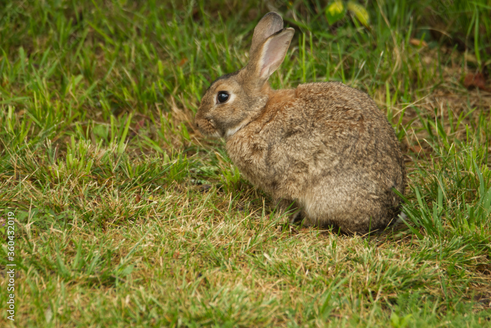 Ce lapin domestique échappé d'un clapier se promène dans le jardin et sur la terrasse, fait sa toilette, et se régale des pissenlits et de diverses plantes bien à son goût librement et joyeusement Ce lapin domestique échappé d'un clapier se promène dans le jardin et sur la terrasse, fait sa toilette, et se régale des pissenlits et de diverses plantes bien à son goût librement et joyeusement