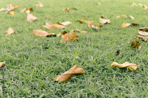 Dry leaves on green grass