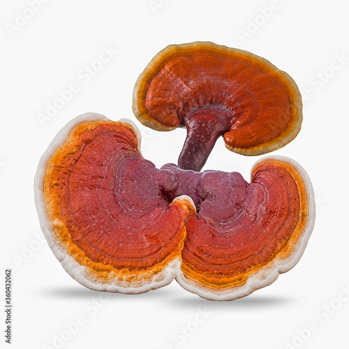 fresh ganoderma lucidum isolated on white background