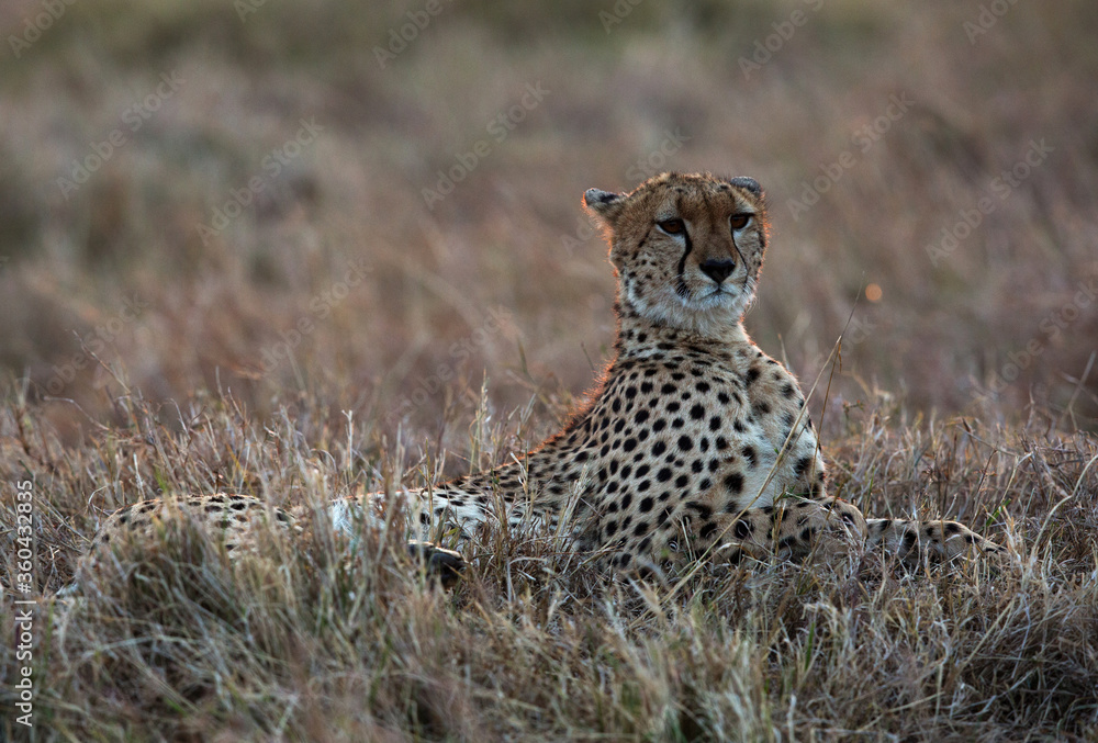 Naklejka premium Cheetah during dusk at Masai Mara
