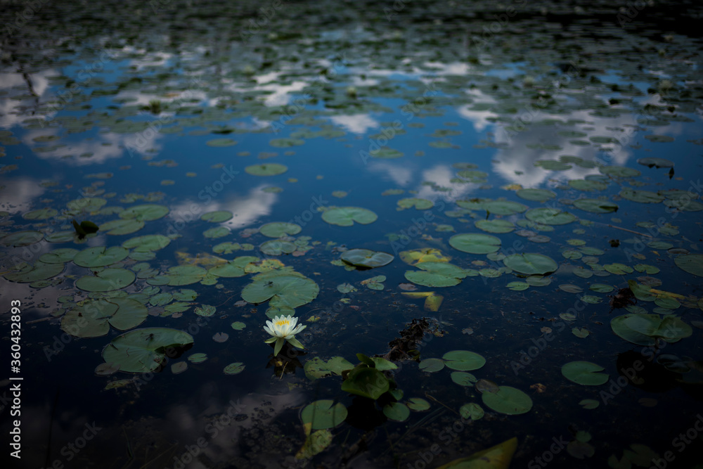 A lone water lily flower blossoms in a pond located in upstate New York on a partly cloudy day.