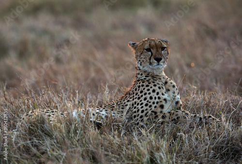 Cheetah  during dusk at Masai Mara © Dr Ajay Kumar Singh