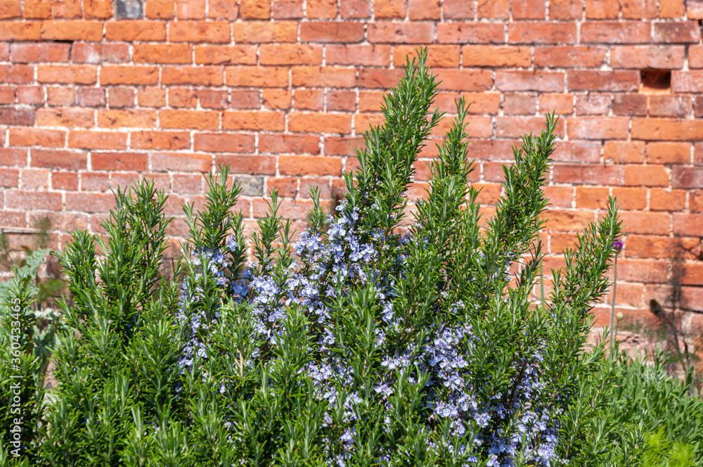 Rosemary bush with blue flowers growing by brick wallwall