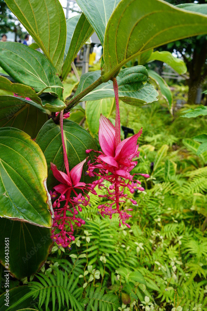 Obraz premium メディニラ 花 植物園 植物 温室