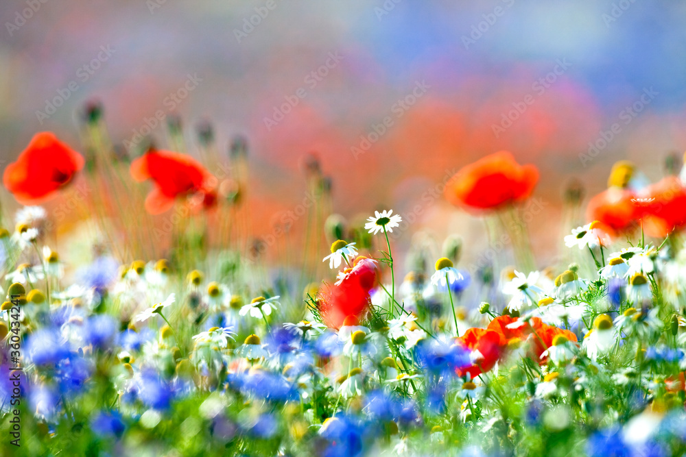 Abundance of Wild Flowers on a Meadow.