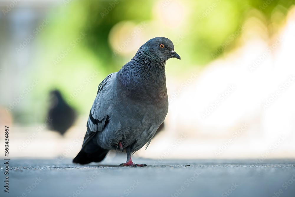 A domestic pigeon walking on the city floor. A domestic pigeon walking on the city floor.