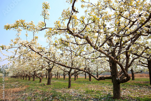 Pear trees blossom in spring