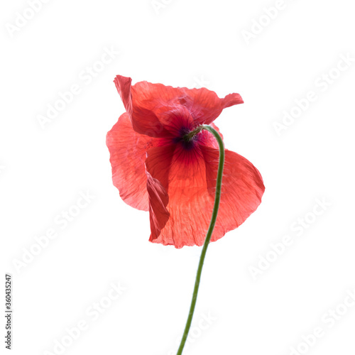 Poppy flower isolated on white.