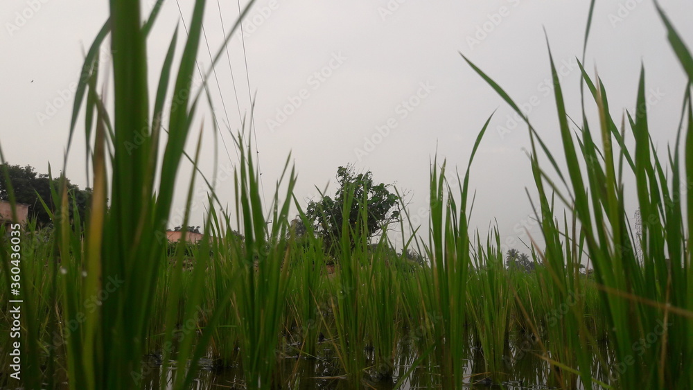 grass and water