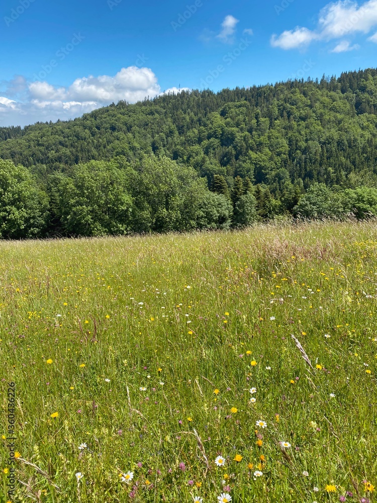 Fototapeta premium Wald und Wiese, Steiermark, Österreich