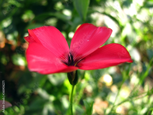 red flower in the garden © Svitlana Kravchenko
