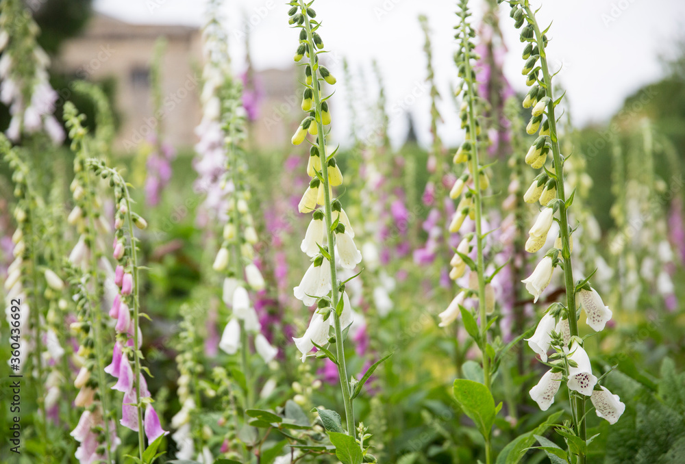 English Foxgloves ( digitalis ) in the formal walled garden at Rousham House and Gardens, Oxfordshire.