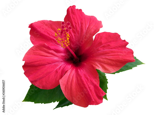 Red hibiscus flower & leaf (rosa sinensis) isolated on white path background. Pink hibiscus flower scent plant for aroma floral perfume design closeup isolated. Tropical rose hibiscus flower isolated © Real Moment