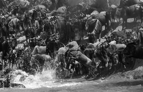 Wildebeests jumping into Mara river to cross