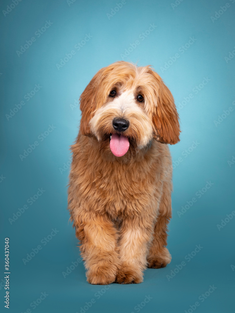 Adorable junior red / apricot Cobberdog / Labradoodle, walkoing towards lens. Looking towards camera. Mouth open, tongue out. Isolated on blue / turquoise background. Adorable junior red / apricot Cobberdog / Labradoodle, walkoing towards lens. Looking towards camera. Mouth open, tongue out. Isolated on blue / turquoise background.
