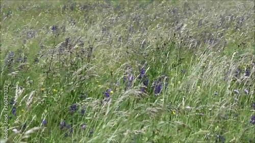 Artenreicher halbmagerrasen mit Gräsern, Wiesensalbei, nachhaltige Landwirtschaft, Almwirtschaft