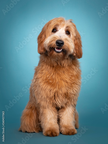 Adorable smiling junior red / apricot Cobberdog / Labradoodle, standing facing front. Looking towards camera. Mouth open, tongue in. Isolated on blue / turquoise background. photo