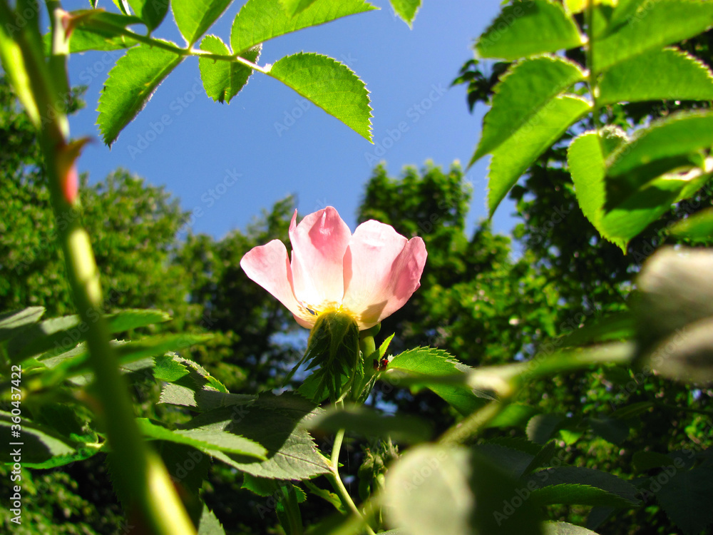 pink flower in the park