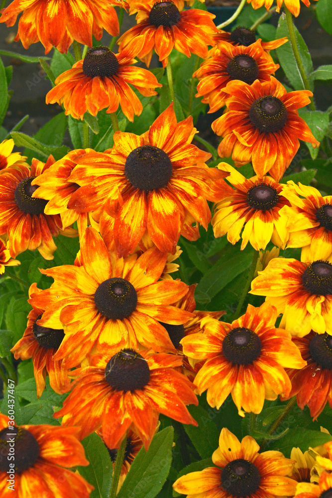 Close up of flowering Rudbeckia 'Summerina Yellow' in a flower border Close up of flowering Rudbeckia 'Summerina Yellow' in a flower border