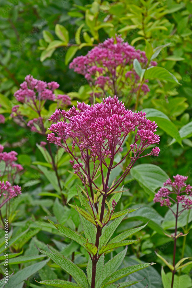 Eupatorium dubium 'Baby Joe' in a flower border Eupatorium dubium 'Baby Joe' in a flower border