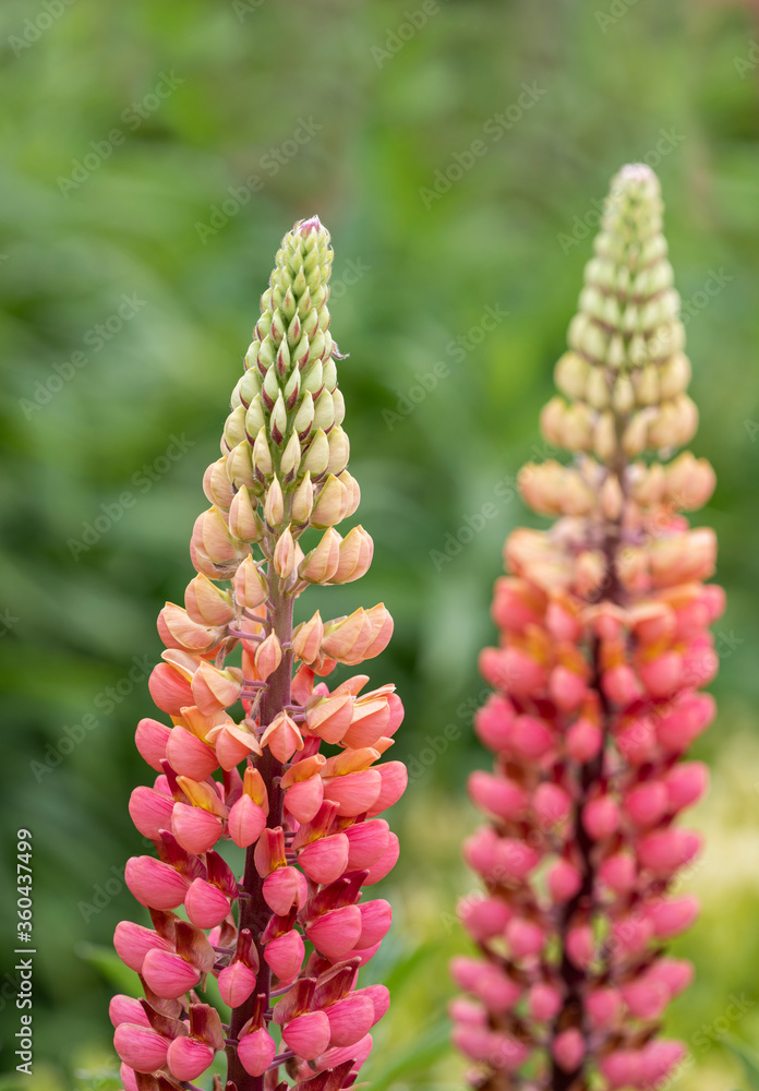 Lupins ( Lupins ) in full bloom in the flower borders of Rousham House & Gardens in Oxfordshire Lupins ( Lupins ) in full bloom in the flower borders of Rousham House & Gardens in Oxfordshire