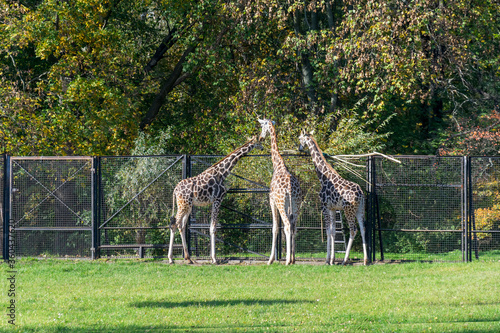 Giraffes on the catwalk at the zoo. Animals, attractions for children while visiting the zoo. photo