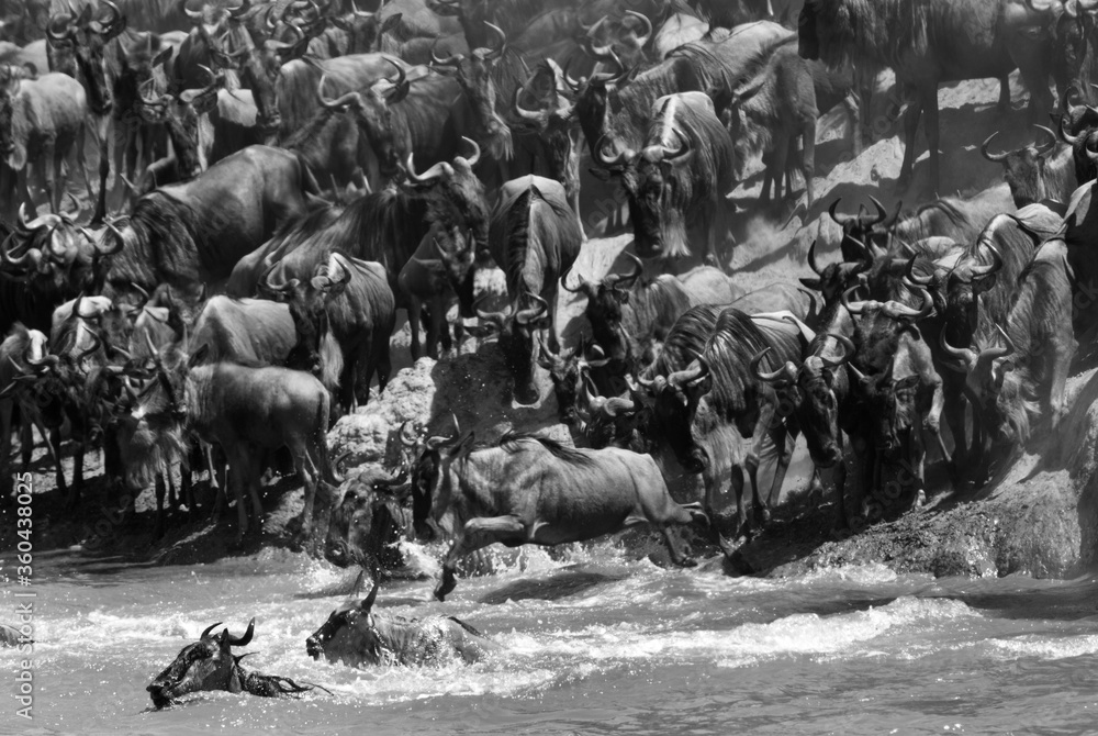 Fototapeta premium The Wildebeests rushing to cross the Mara river