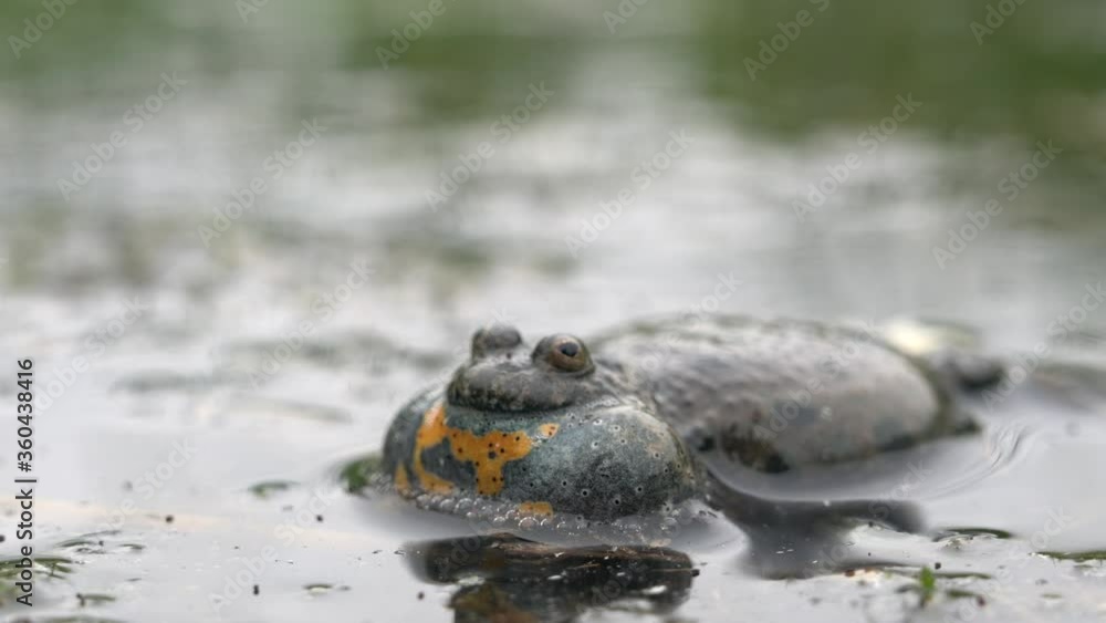 The male European fire-bellied toad looks for female to breed while making sounds. It floats on the surface of a small pond and inflates the abdomen. Green plants are around. The male European fire-bellied toad looks for female to breed while making sounds. It floats on the surface of a small pond and inflates the abdomen. Green plants are around.