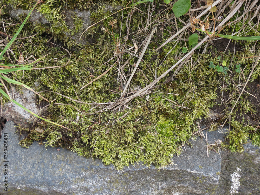 green moss close up green moss close up