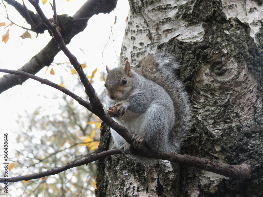 grey squirrel animal of class Mammalia (mammals) grey squirrel animal of class Mammalia (mammals)