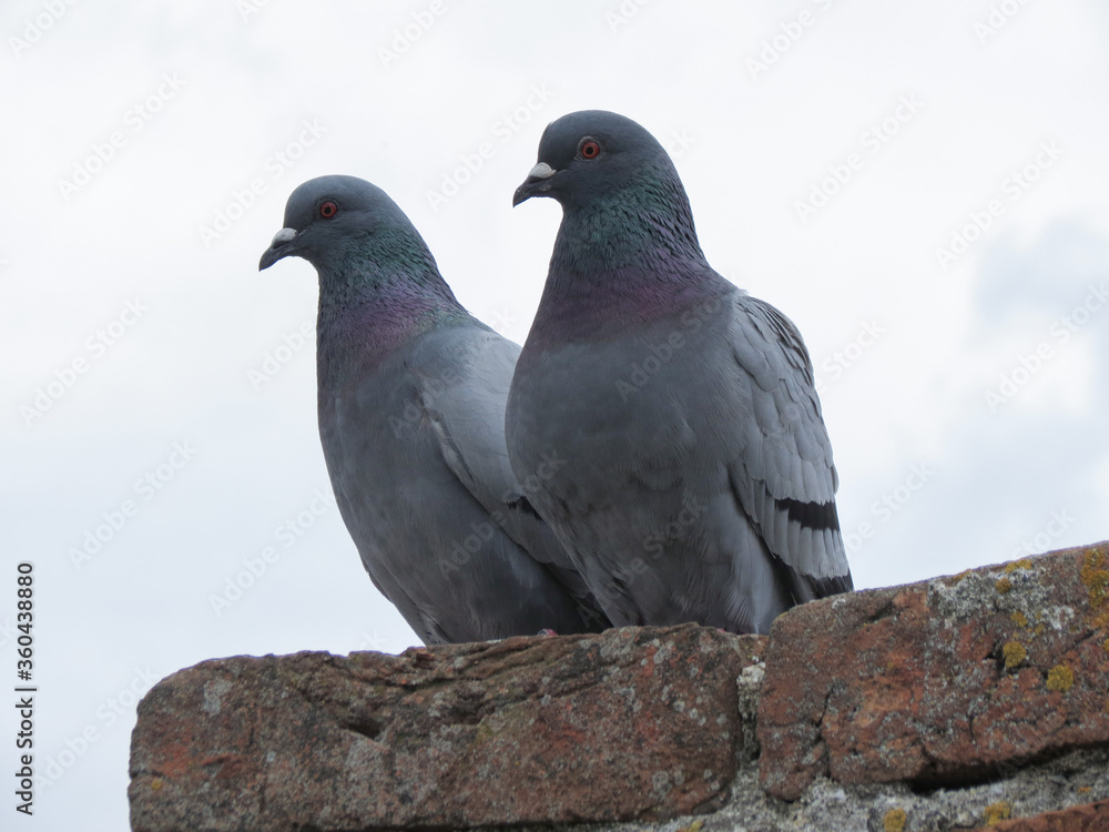 domestic pigeon animal of class Aves (birds) domestic pigeon animal of class Aves (birds)