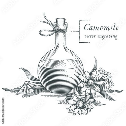 chamomile flowers and bottle with chamomile extract. Hand drawn engraving style illustrations. 