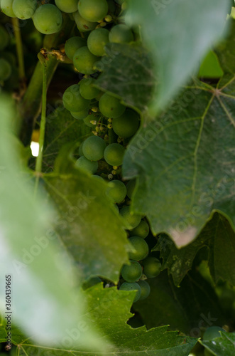 green leaves young grape