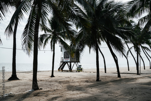 Beautiful tropical summer beach with many coconut tree in summer.