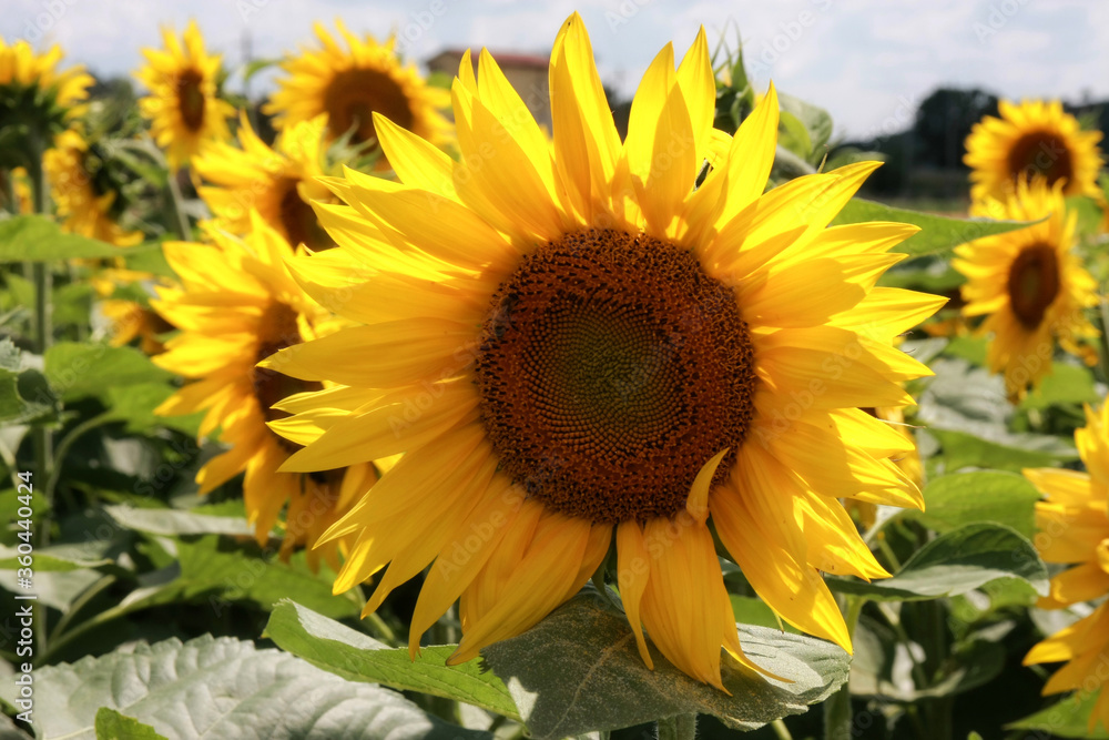 Obraz premium Sunflowers on a background of magic sky