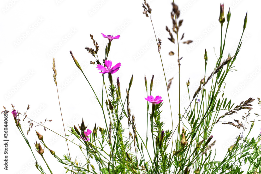 Wild field grass with pale pink flowers of meadow cloves close-up isolated on a white background. Beautiful floral natural background of grassland plants