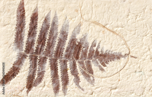 an old handmade paper with a fern leaf １つシダの葉のある手すき紙 © Mimai Mig