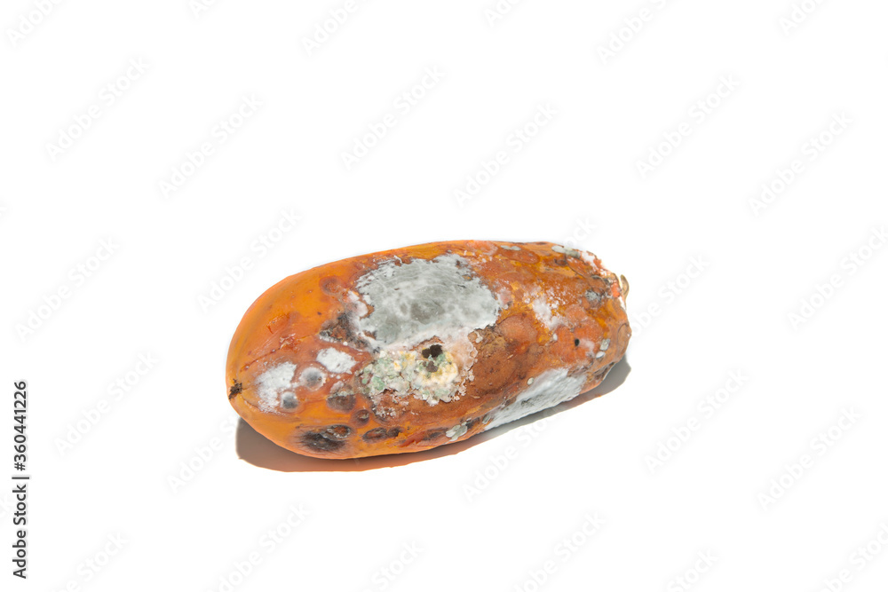 .rotten papaya have fungus and pathogen on white background .rotten papaya have fungus and pathogen on white background