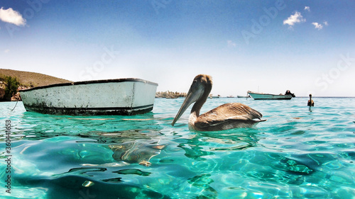 Foto Pelican at sea
