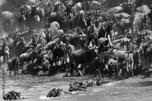 Herds of wildebeests at Mara river
