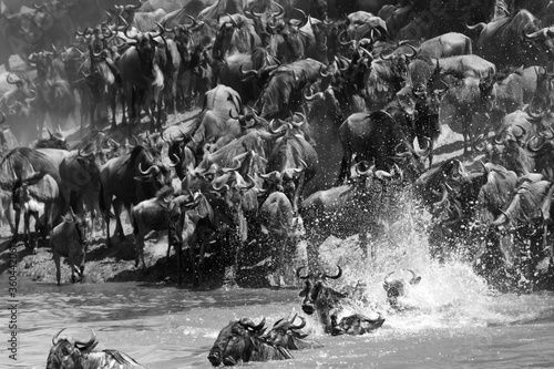 The splash of water and the Wildebeests crossing the Mara river