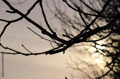 glare of light through branches at winter sunset