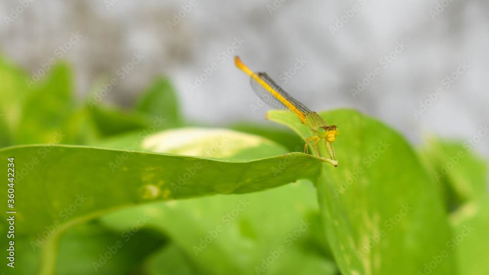 Beautiful Dragonfly came and sits on a leaf of a plant.
