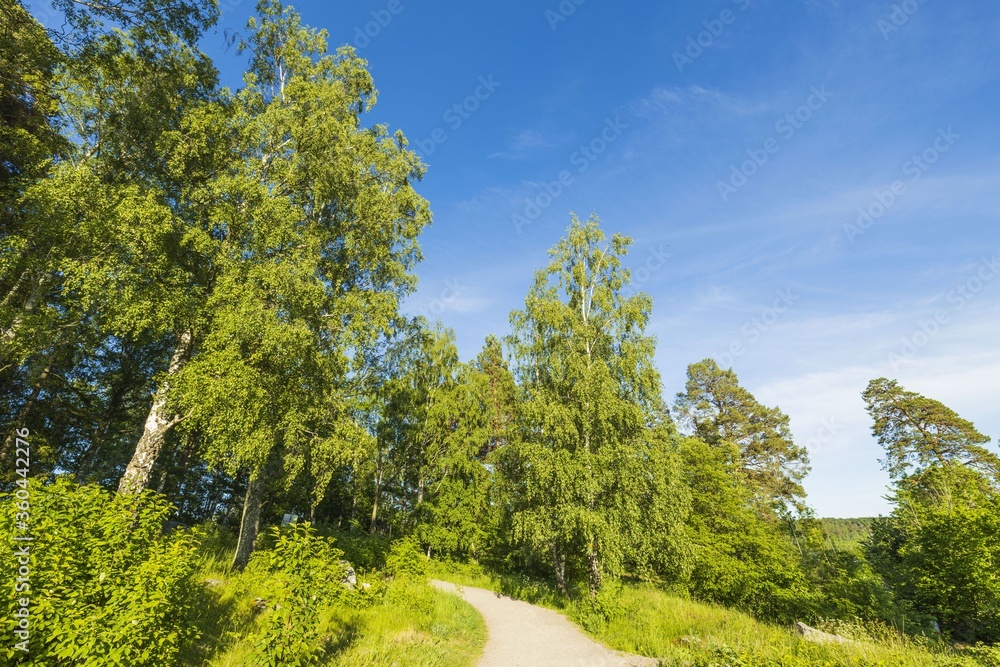Beautiful nature landscape on sunny summer day. Road between tall green trees on blue sky background. Beautiful nature landscape on sunny summer day. Road between tall green trees on blue sky background.