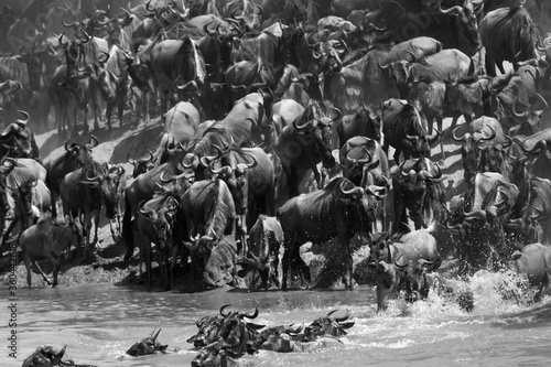 Wildebeests on the bank of Mara river