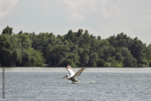 Vylkove, Ukraine: The Danube Biosphere Reserve photo