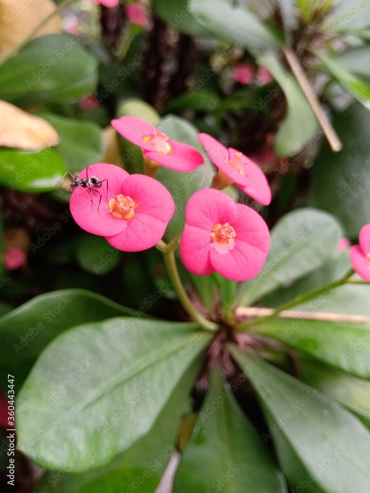 Closeup shot of Euphorbia flower with an ant on it. Closeup shot of Euphorbia flower with an ant on it.
